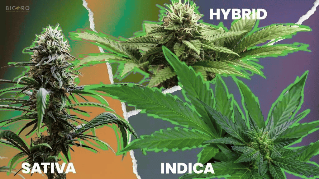 Indica vs. Sativa vs. Hybrid: Key Differences in Cannabis Strains