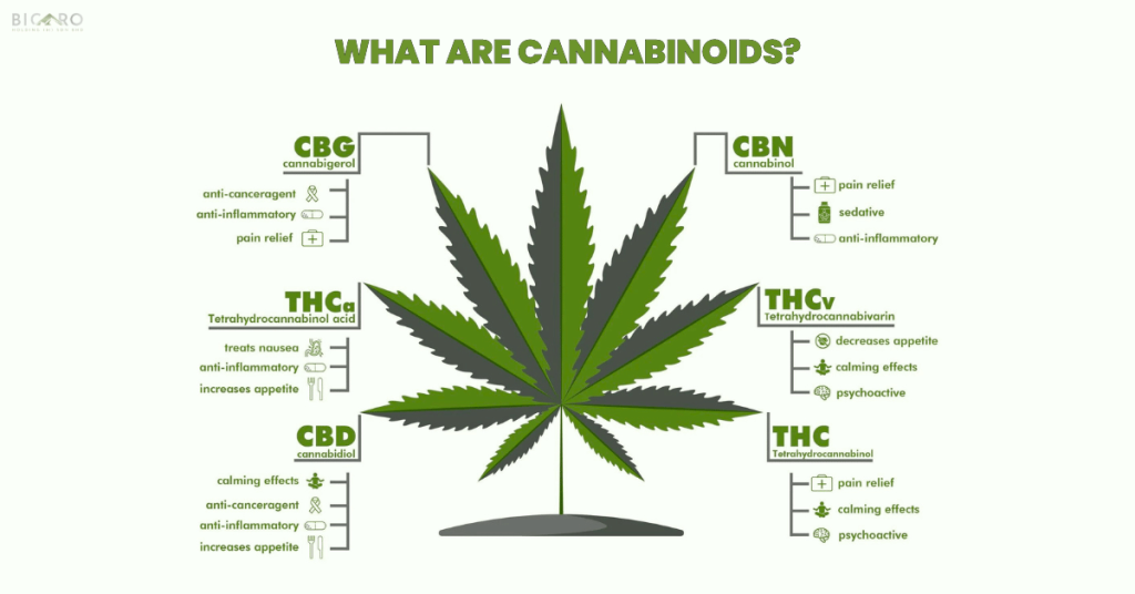 What Are Cannabinoids? What You Need to Know