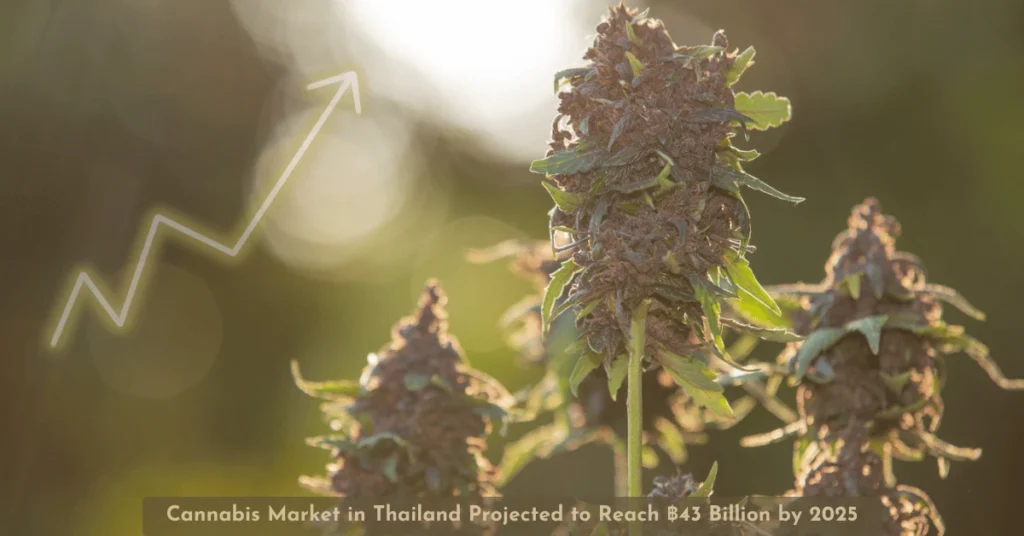 Cannabis Market in Thailand Projected to Reach ฿43 Billion by 2025