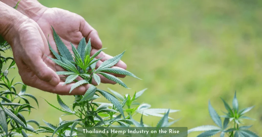 Thailand’s Hemp Industry on the Rise: Market Growth, Investment Potential & Global Wellness Impact