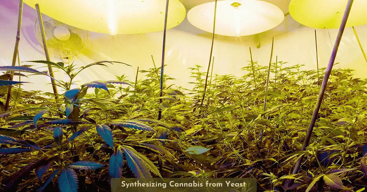 Producing Cannabis Compounds from Yeast Bicaro Holding